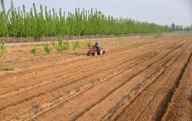 中国农业的大战略：“消灭”传统农民！